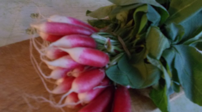 Potage aux fanes de radis