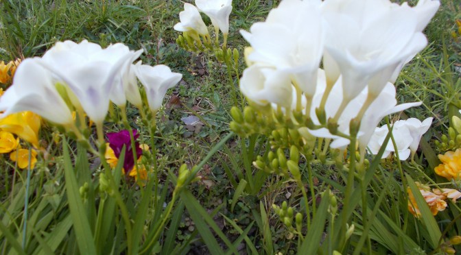 Un air de printemps…